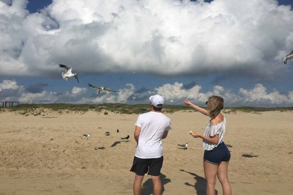 sea turtle rescue at south padre island