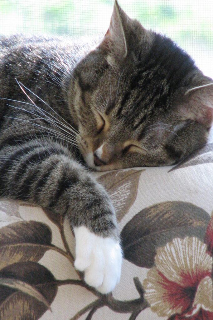furry friend
