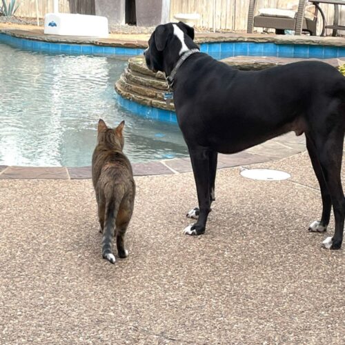 Fur Baby: What is a Fur Baby?
