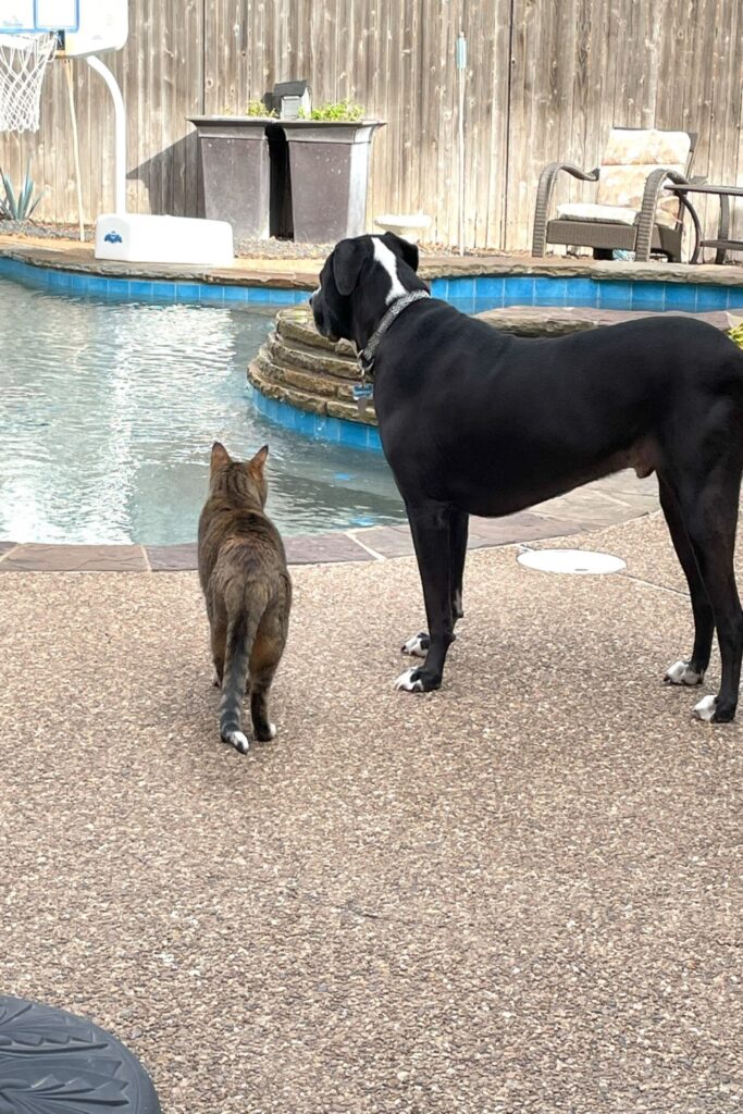 pets