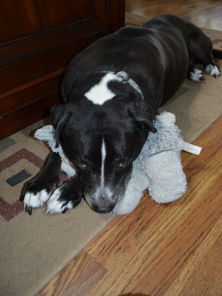 stuffed animal for pets