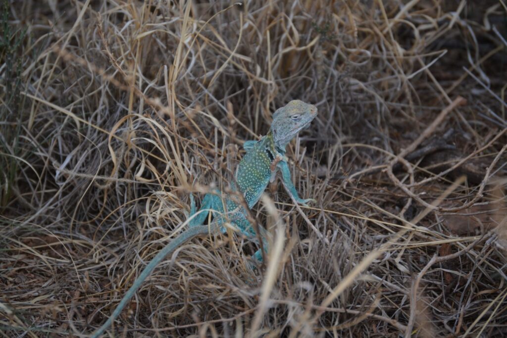 palo duro