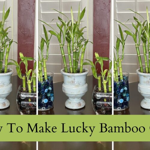 How To Make Lucky Bamboo Gifts That’s Sure To Impress