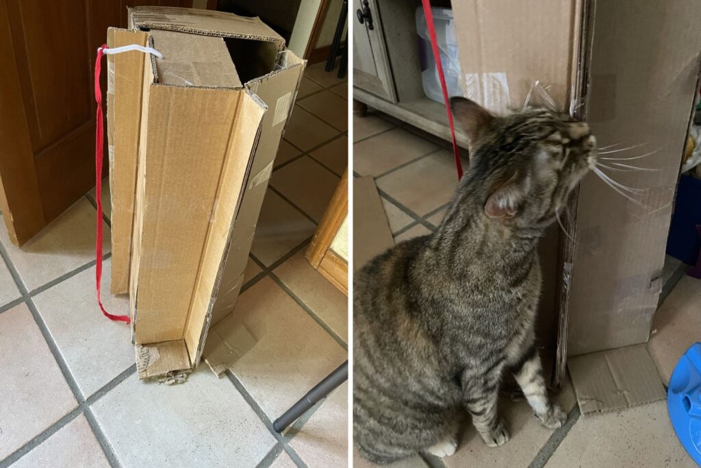 cardboard creations for furry friends