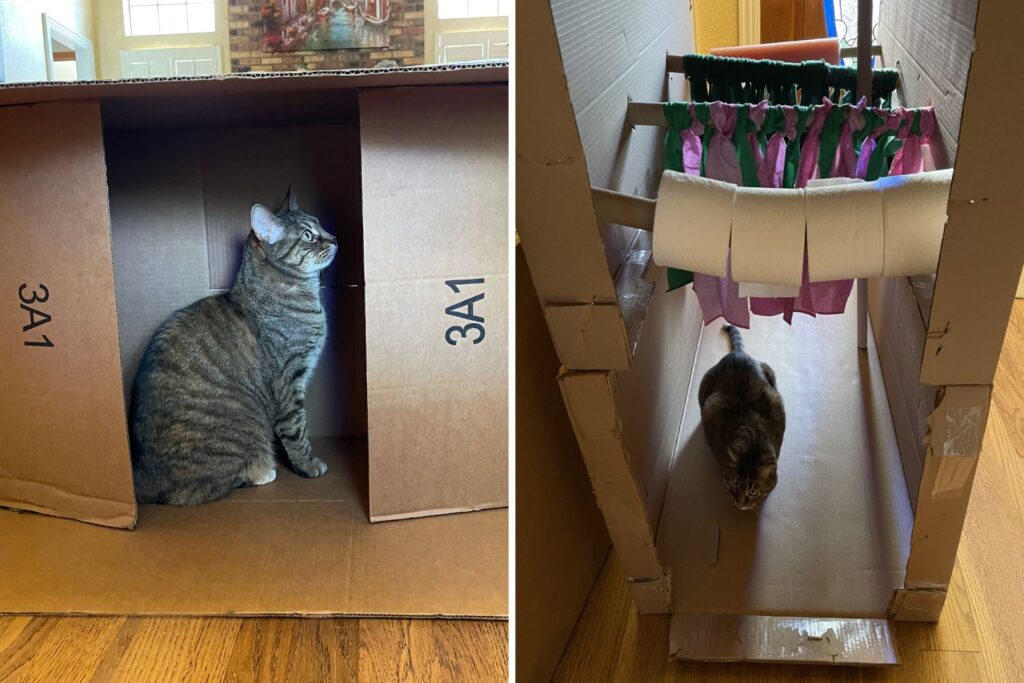 cardboard for pets